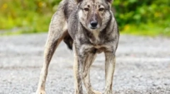 Dlaczego psy nie mogą patrzeć w oczy